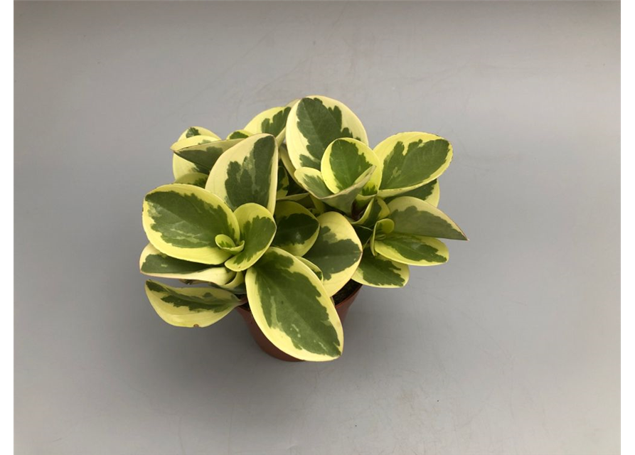 Peperomia obt. Obtipan Bicolor T12