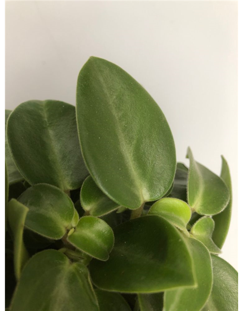 Peperomia prostrata Pixie T12