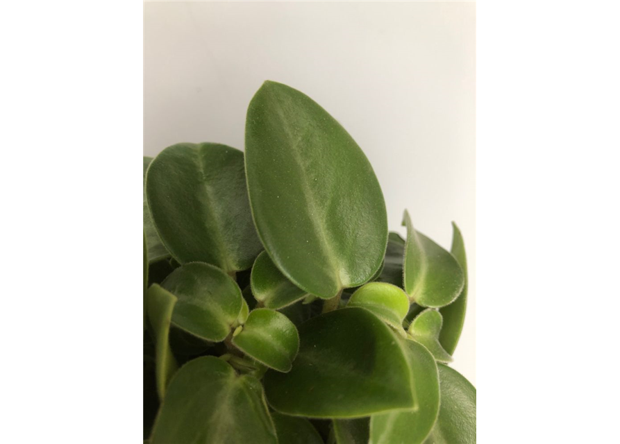 Peperomia prostrata Pixie T12