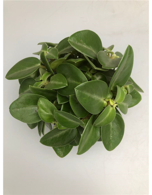 Peperomia prostrata Pixie T12