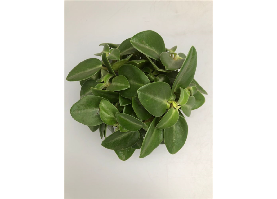 Peperomia prostrata Pixie T12