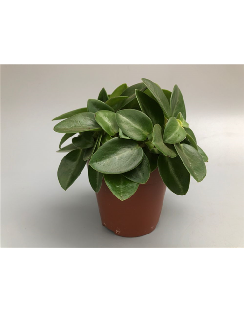 Peperomia prostrata Pixie T12