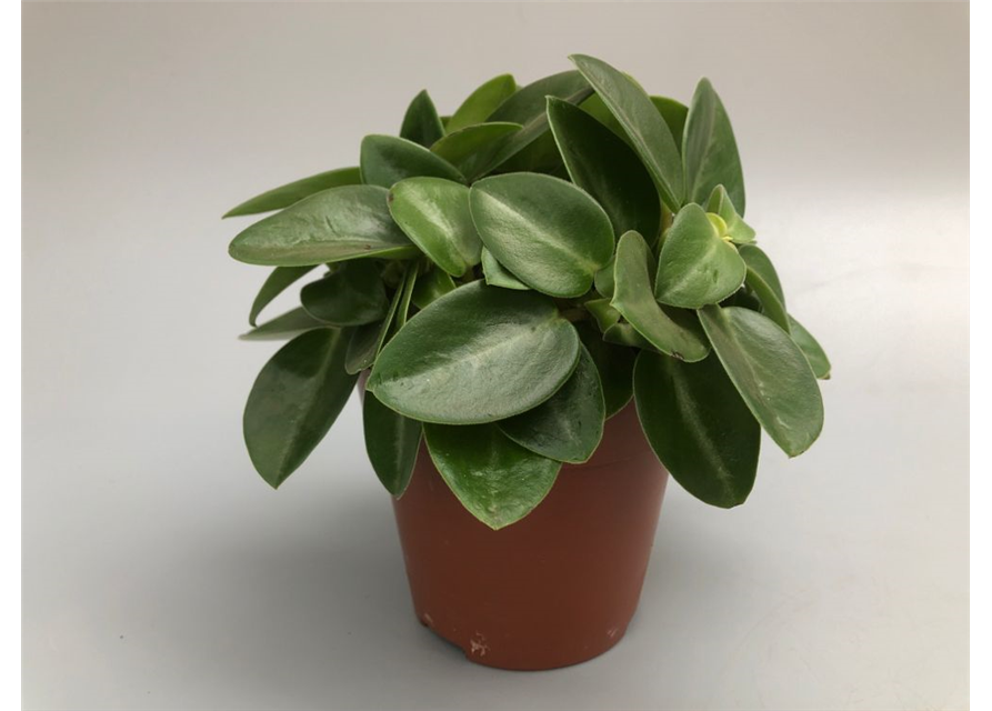 Peperomia prostrata Pixie T12