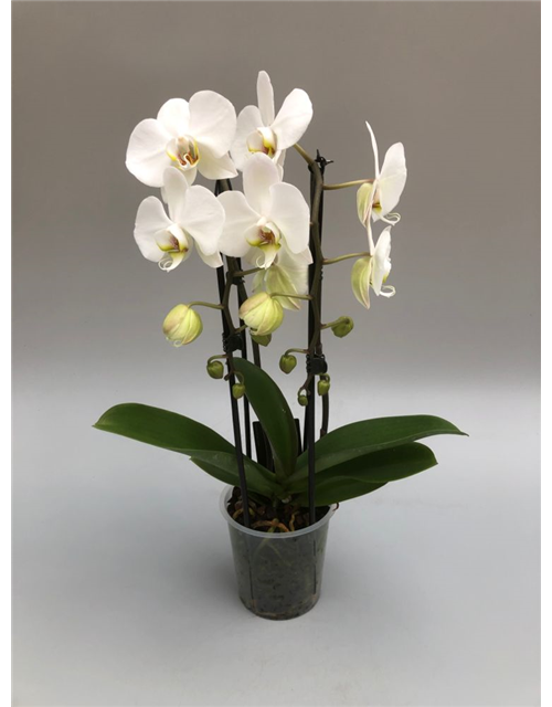 Phalaenopsis Cascade 2-R T12