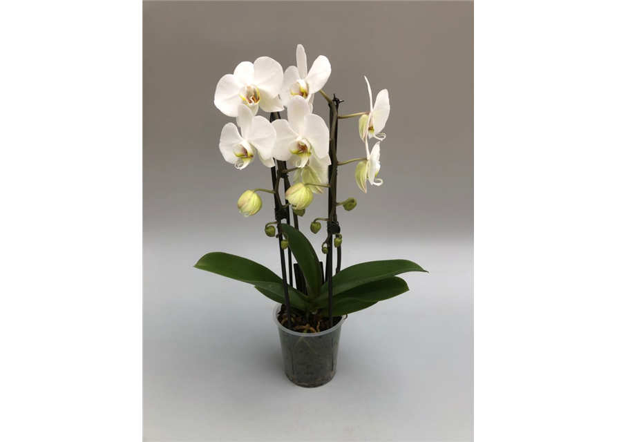 Phalaenopsis Cascade 2-R T12