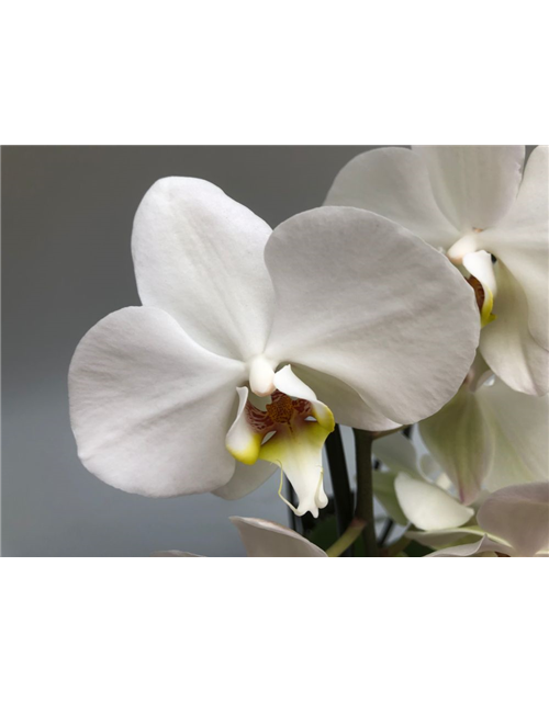 Phalaenopsis Cascade 2-R T12