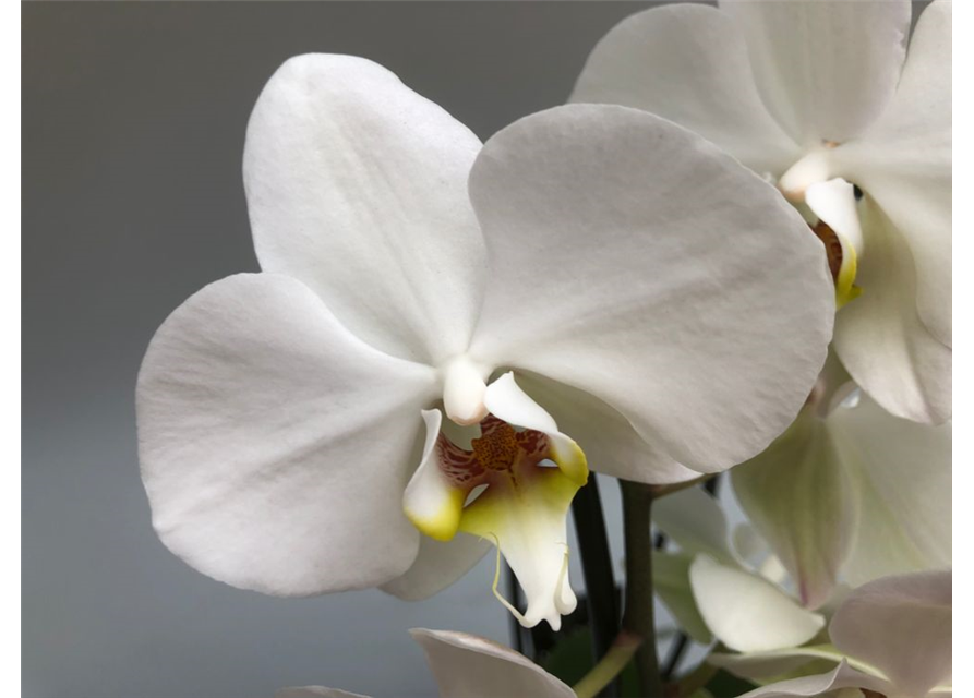 Phalaenopsis Cascade 2-R T12