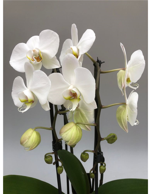 Phalaenopsis Cascade 2-R T12