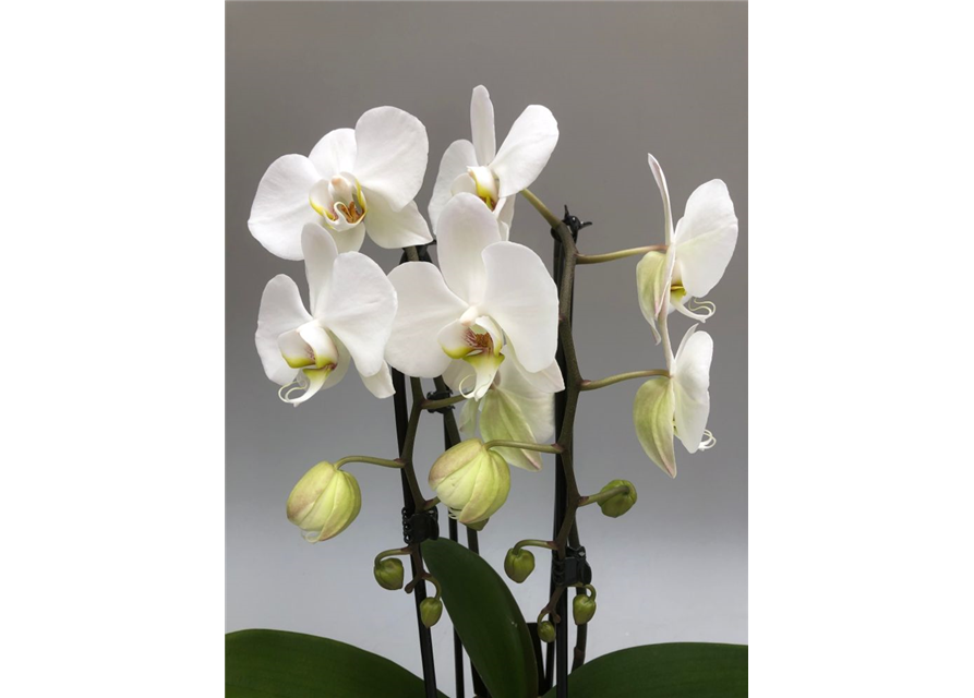 Phalaenopsis Cascade 2-R T12