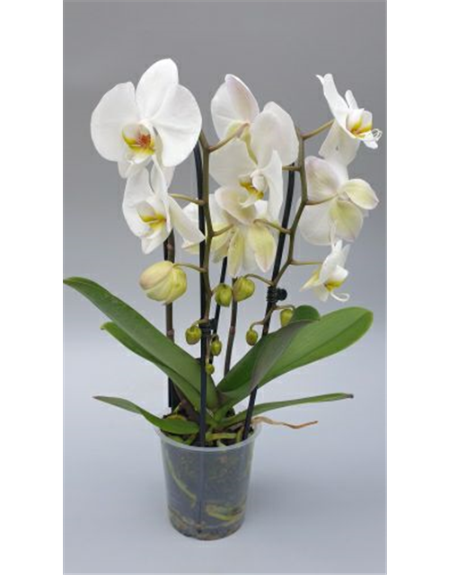 Phalaenopsis Cascade 2-R T12