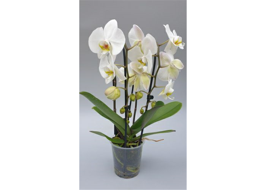 Phalaenopsis Cascade 2-R T12