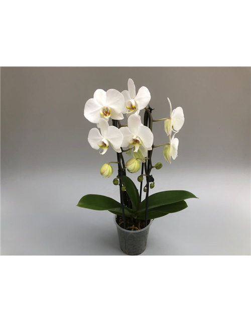 Phalaenopsis Cascade 2-R T12