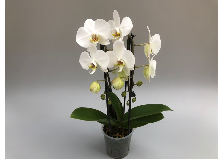 Phalaenopsis Cascade 2-R T12