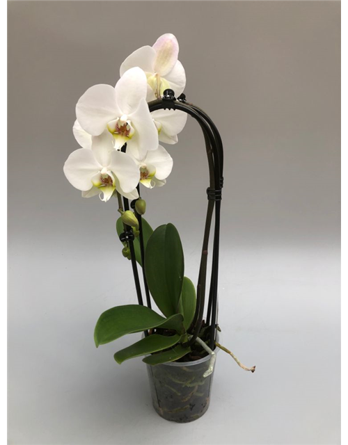 Phalaenopsis Cascade 2-R T12