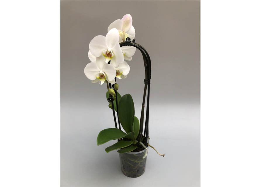 Phalaenopsis Cascade 2-R T12