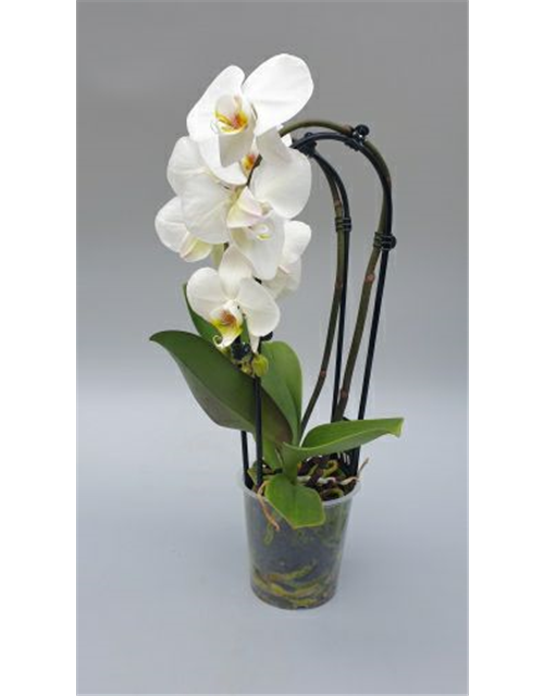 Phalaenopsis Cascade 2-R T12