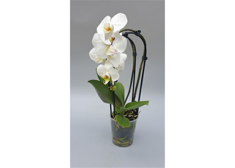 Phalaenopsis Cascade 2-R T12