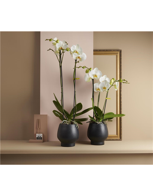 Phalaenopsis Maistro Beethoven 2-R T12