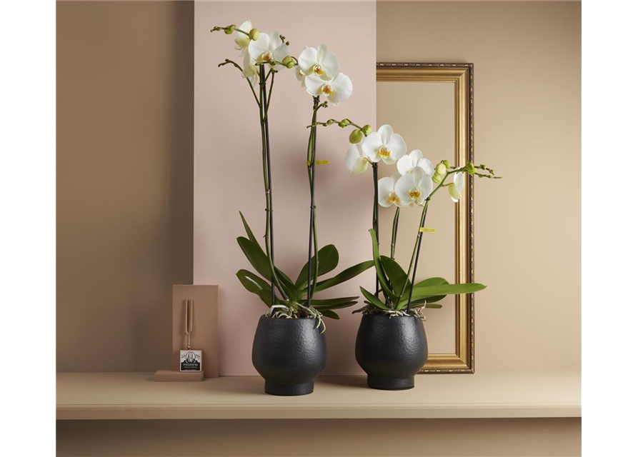 Phalaenopsis Maistro Beethoven 2-R T12