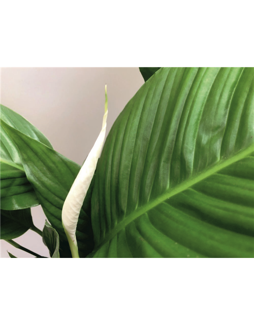 Spathiphyllum Bingo Cupido