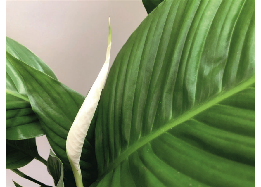 Spathiphyllum Bingo Cupido