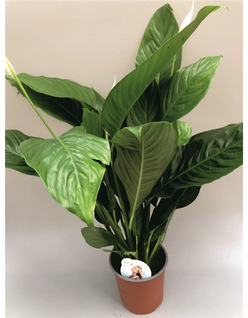 Spathiphyllum Bingo Cupido