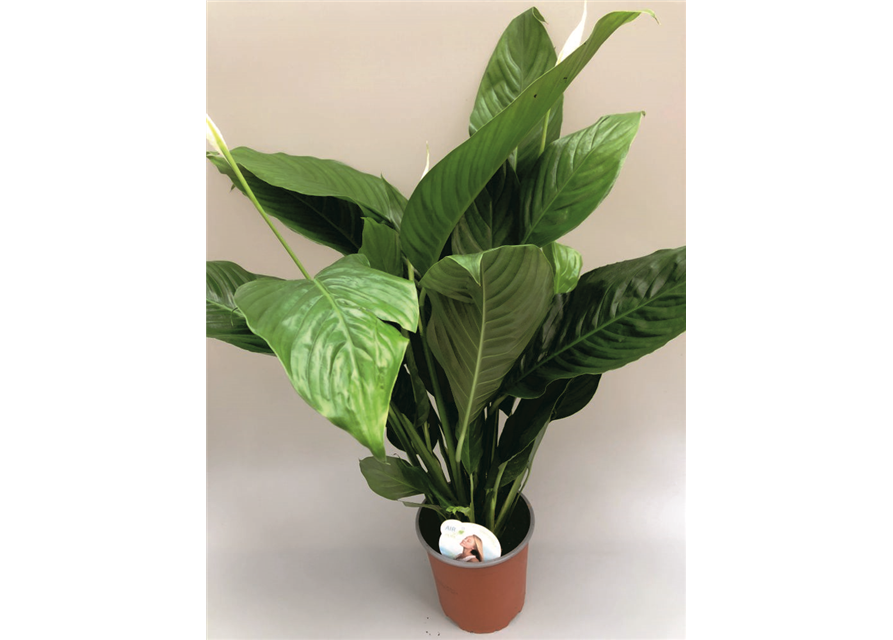 Spathiphyllum Bingo Cupido