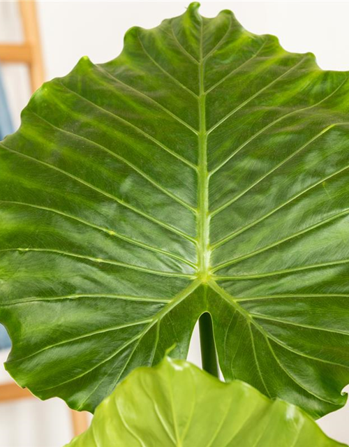 Alocasia gageana