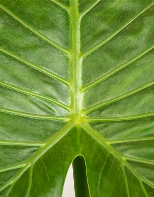 Alocasia gageana