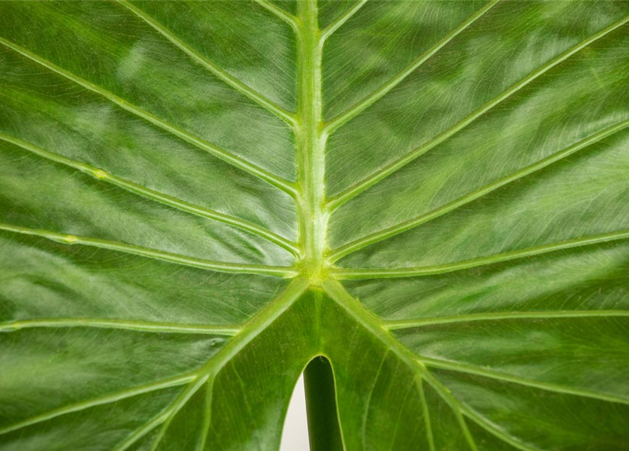 Alocasia gageana