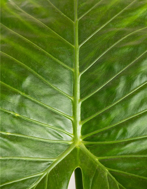 Alocasia gageana