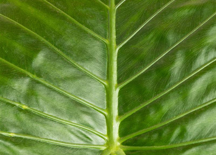 Alocasia gageana