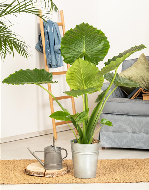 Alocasia gageana