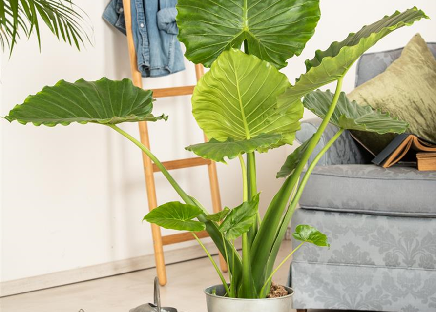 Alocasia gageana