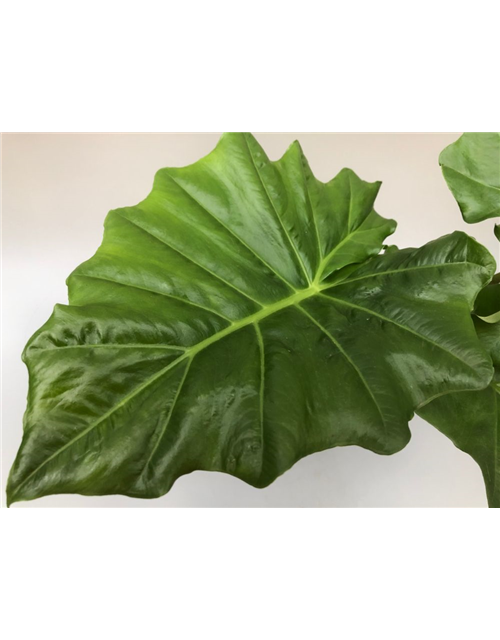 Alocasia portodora T15