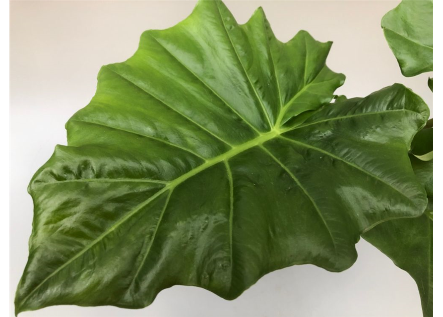 Alocasia portodora T15