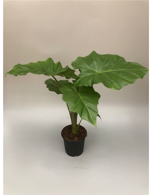 Alocasia portodora T15