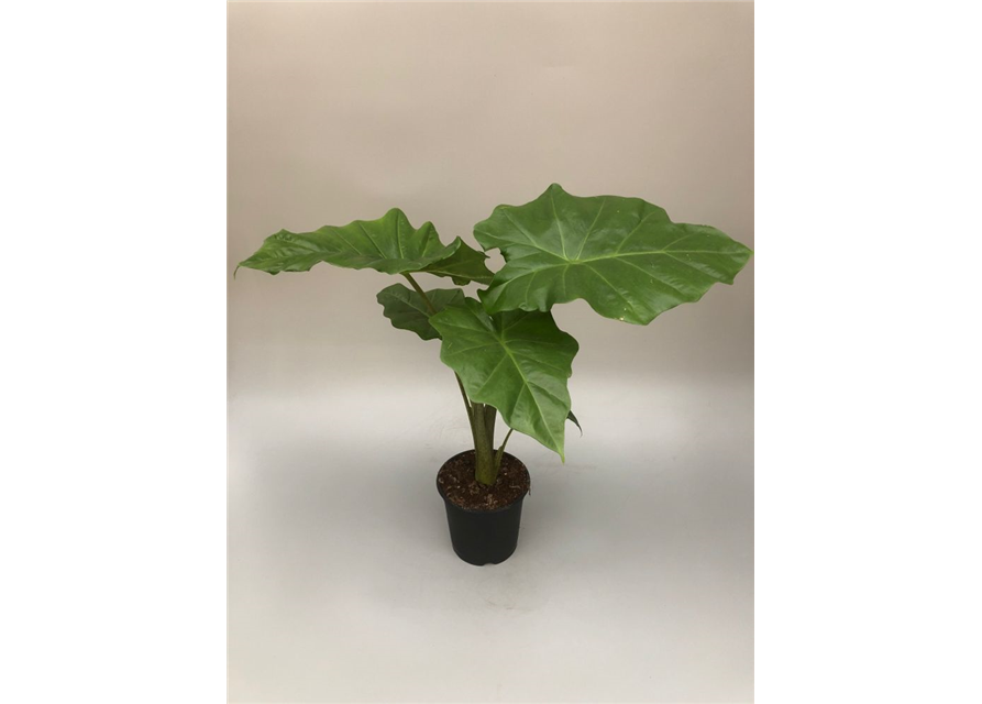 Alocasia portodora T15