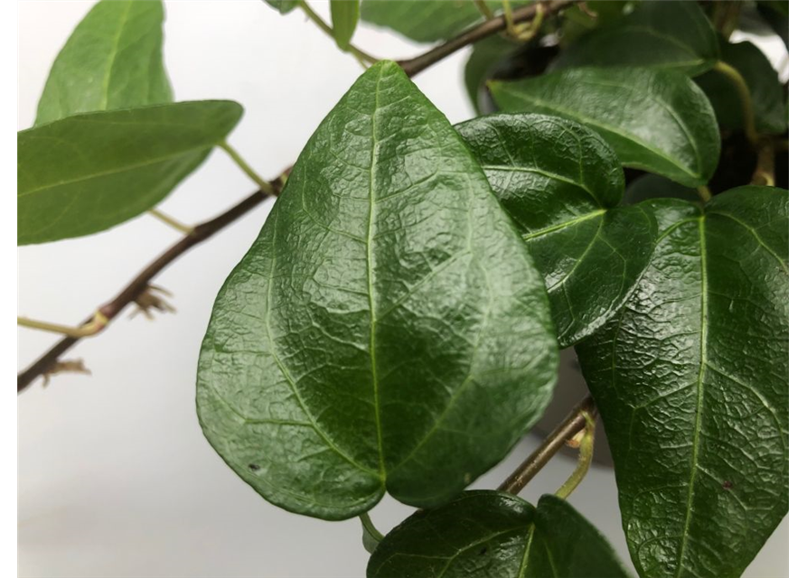 Hedera helix Mein Herz