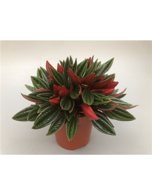 Peperomia caperata Rosso