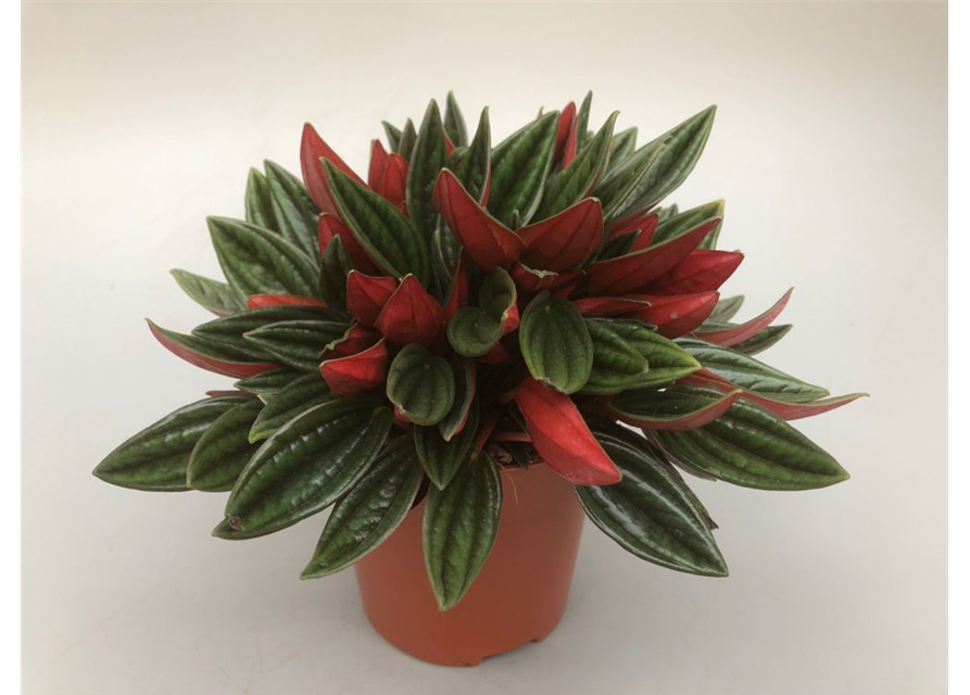 Peperomia caperata Rosso