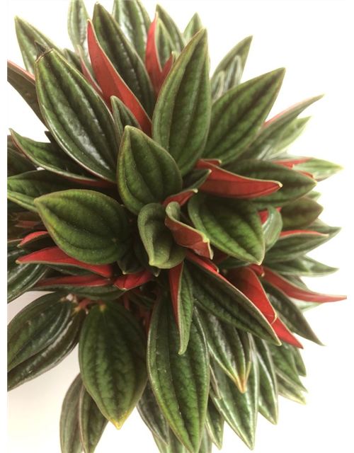 Peperomia caperata Rosso