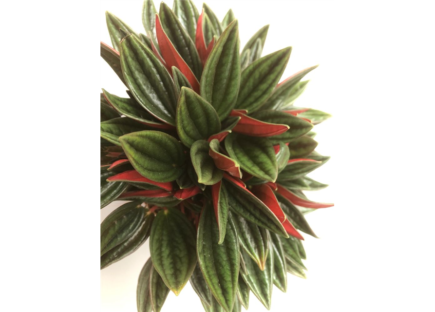 Peperomia caperata Rosso