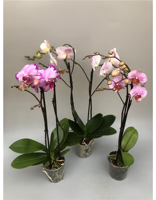 Phalaenopsis Mix 2-R T12