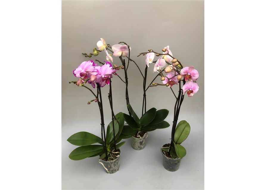 Phalaenopsis Mix 2-R T12