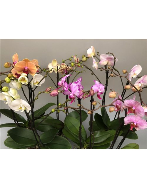 Phalaenopsis Mix 2-R T12