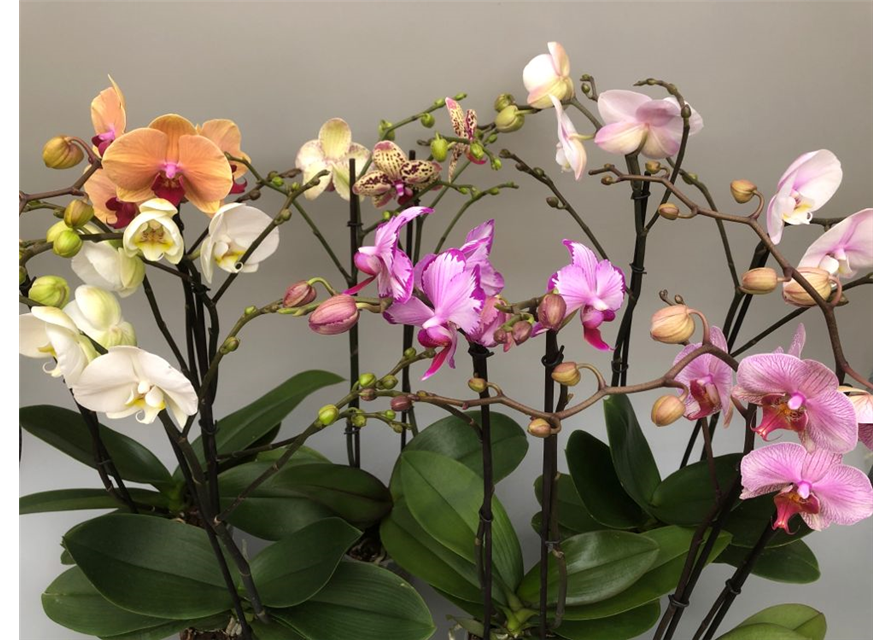 Phalaenopsis Mix 2-R T12