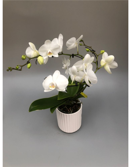 Phalaenopsis Baletto Wing 2-R m. Topf