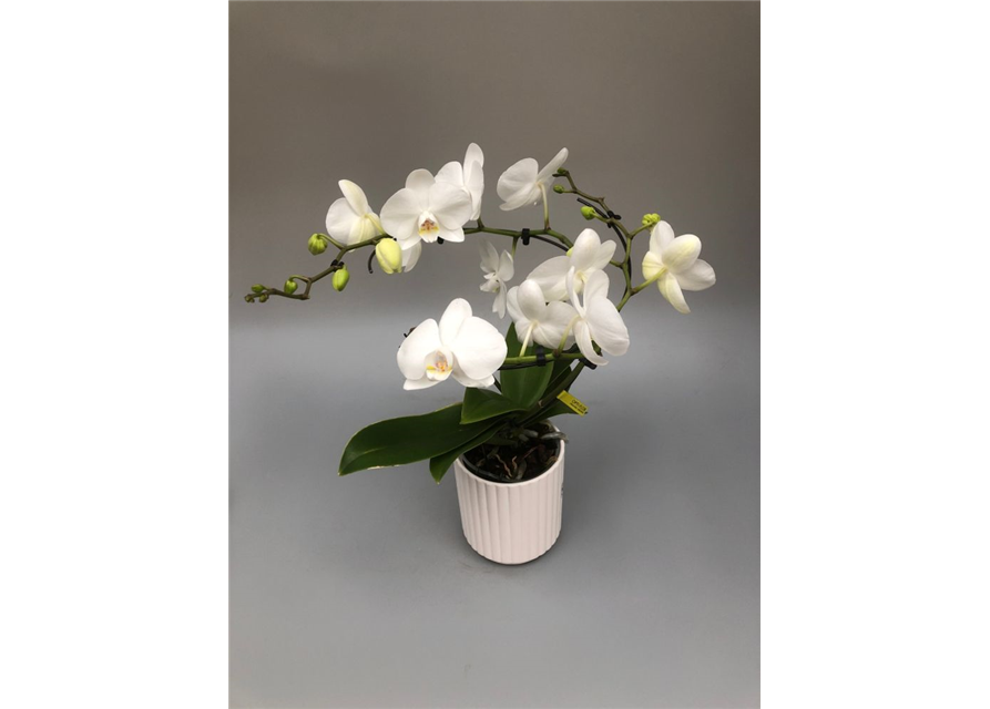 Phalaenopsis Baletto Wing 2-R m. Topf