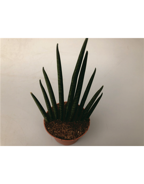 Sansevieria bacularis Musica